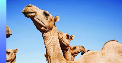 الإمدادات البيطرية